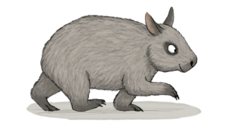 Northern hairy-nosed wombat